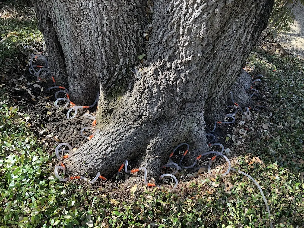 Detailed Tree Cabling and Bracing job site in Apalachicola