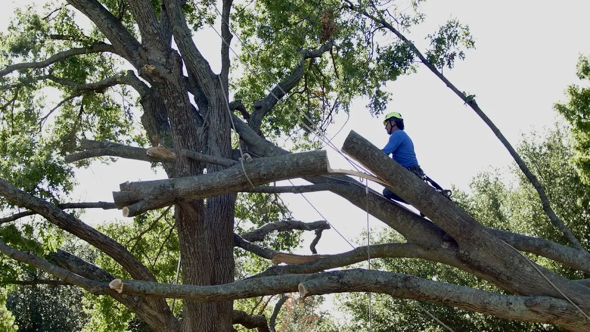 Professional Hazardous Tree Removal performed by certified arborists in Apalachicola
